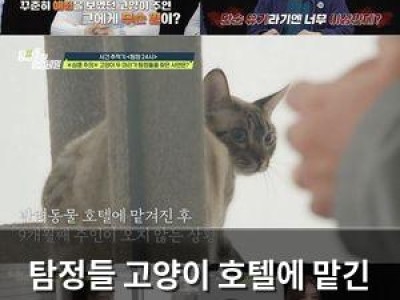 탐정들 고양이 호텔에 맡긴 주인 찾기 나서